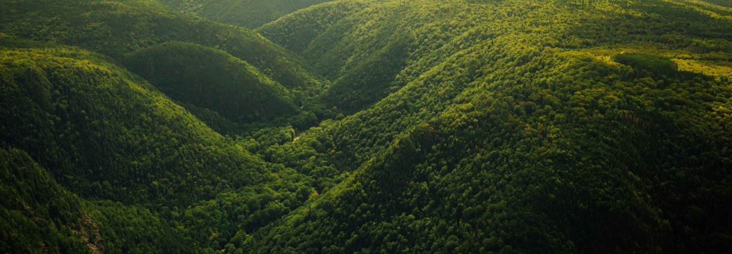 التلال الخضراء