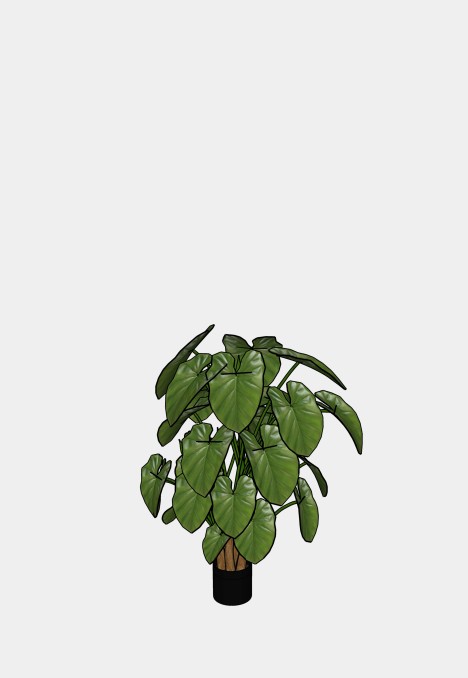 Alocasia