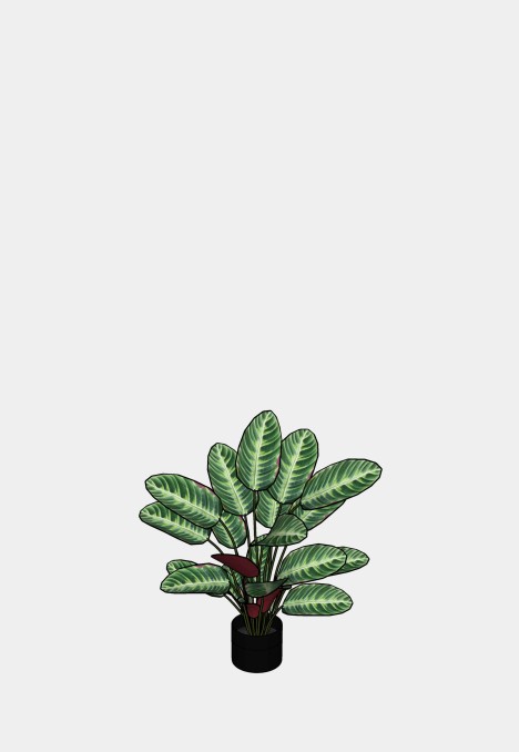 Calathea