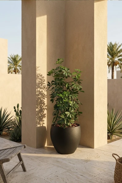 Outdoor Artificial Pittosporum in Black Easington Pot - 120cm