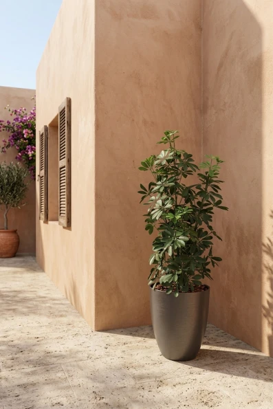 Outdoor Artificial Pittosporum in Charcoal Buxley Pot - 120cm