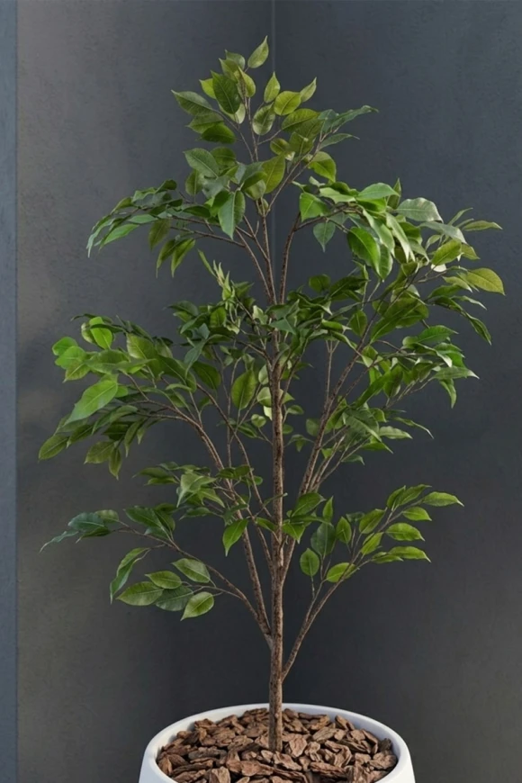 Outdoor Artificial Ficus Tree in White Easington Pot - 140cm