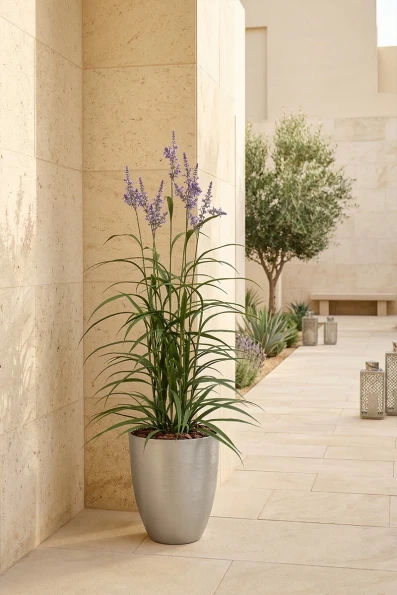Outdoor Artificial Lavender Grass in Silver Buxley Pot - 170cm
