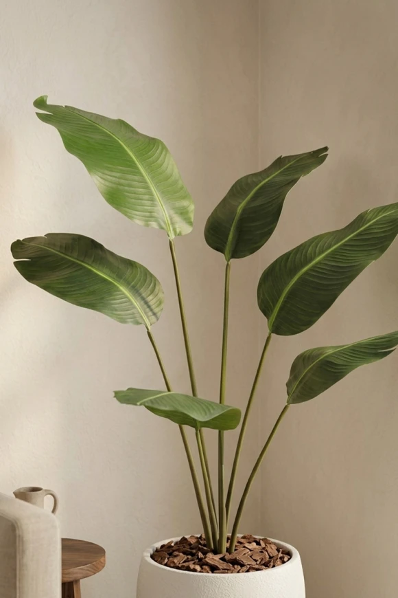 Artificial Traveller Palm in White Easington Pot - 170cm