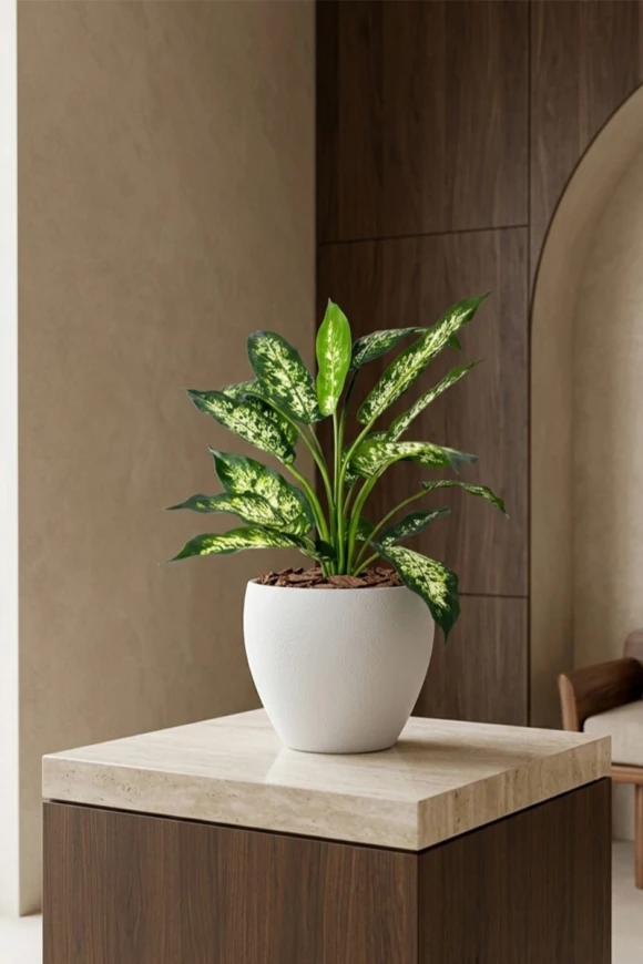 Artificial Dieffenbachia in White Easington Pot - 80cm