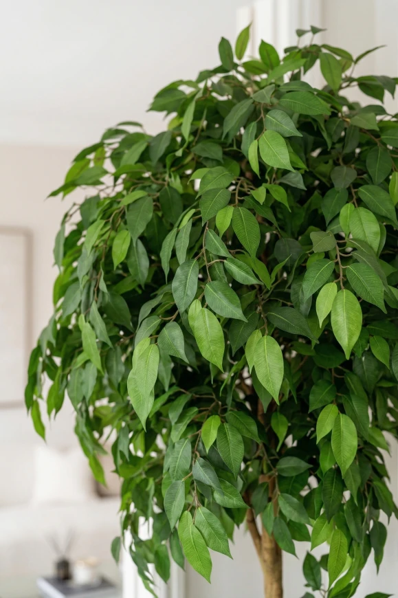 Artificial Ficus Double Ball in Mocha Earle Dumpy - 185cm