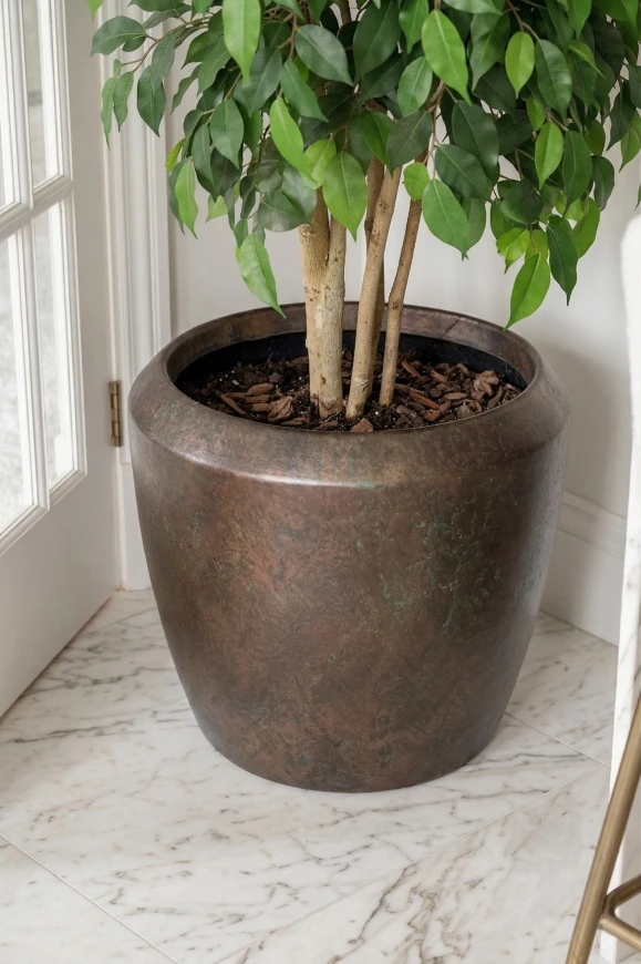 Artificial Ficus Double Ball in Mocha Earle Dumpy - 185cm