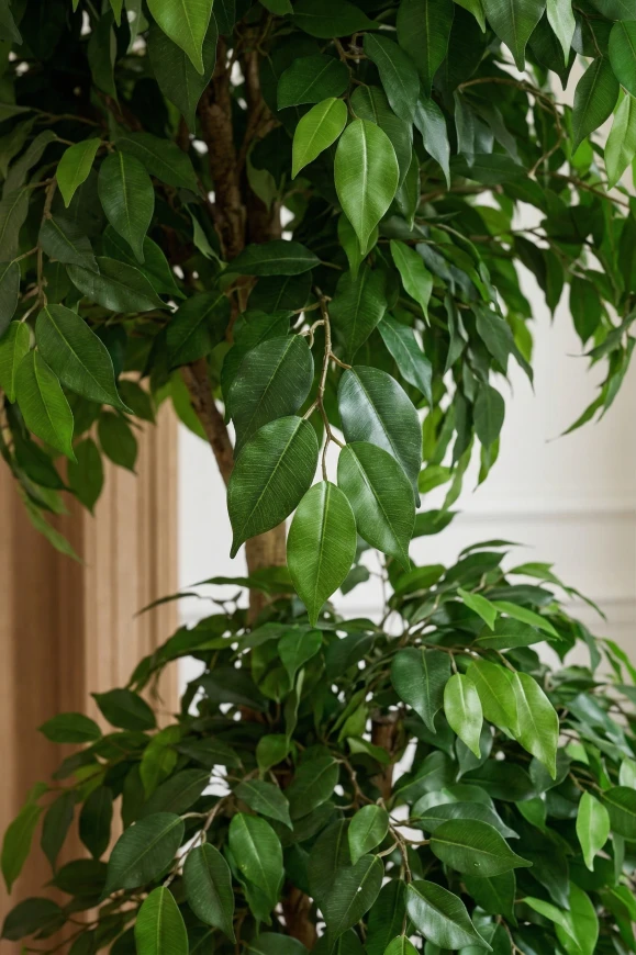 شجرة فيكوس اصطناعية ذات كرتين بلون فحمي من بوكسلي - 185 سم