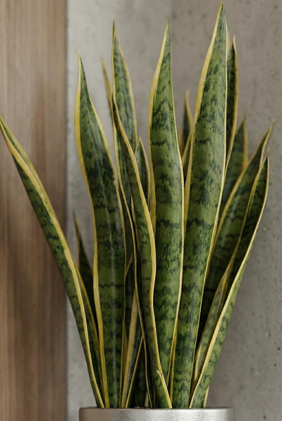 Artificial Snake Plant in Tall Silver Buxley Pot - 62cm