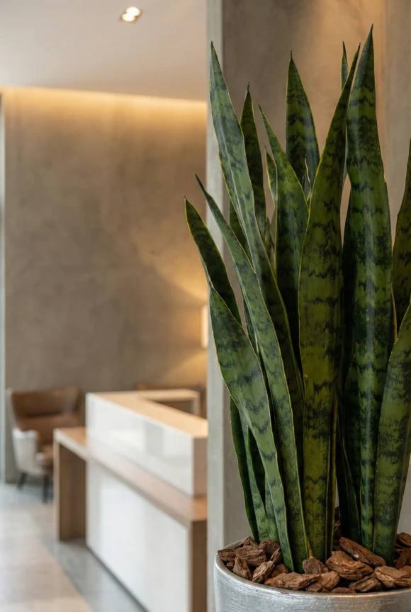 Artificial Green Snake Plant in Tall Silver Buxley Pot - 62cm