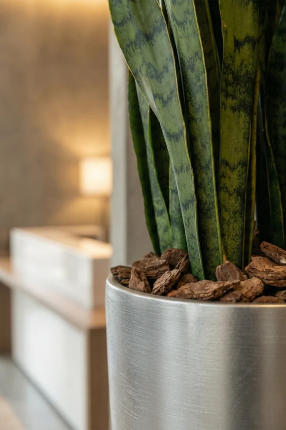 Artificial Green Snake Plant in Tall Silver Buxley Pot - 62cm