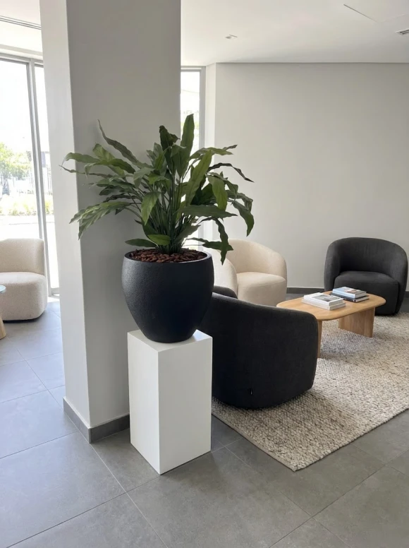 Artificial Calathea in Black Easington Pot - 85cm