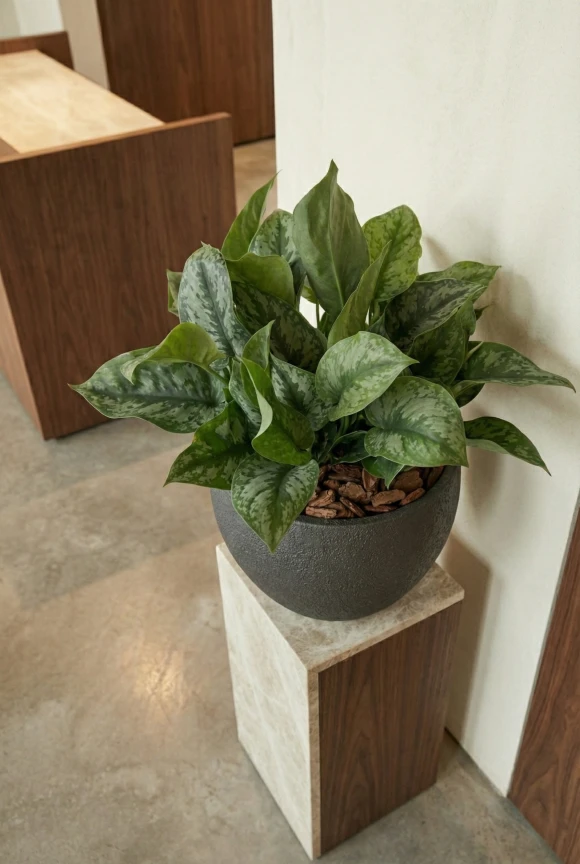 Artificial Scindapsus in Black Easington Pot - 36cm