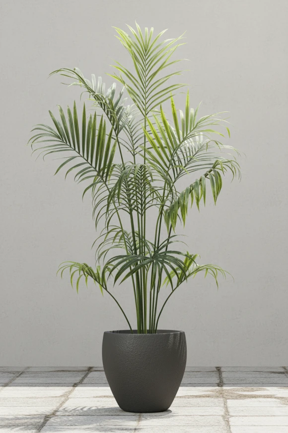 Outdoor Artificial Kentia Palm in Easington Pot - 230cm