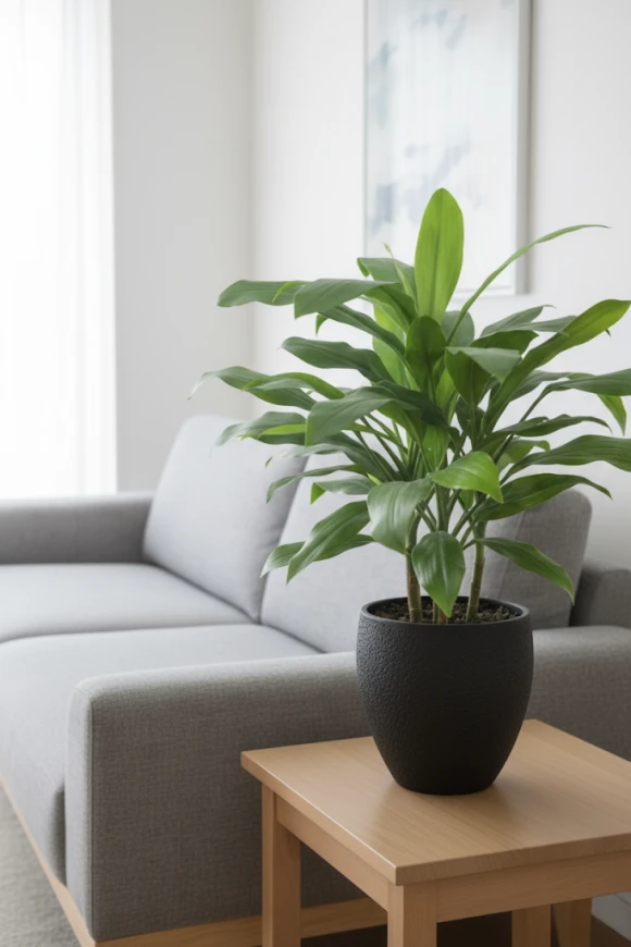 Artificial Cordyline in Pot - 75cm