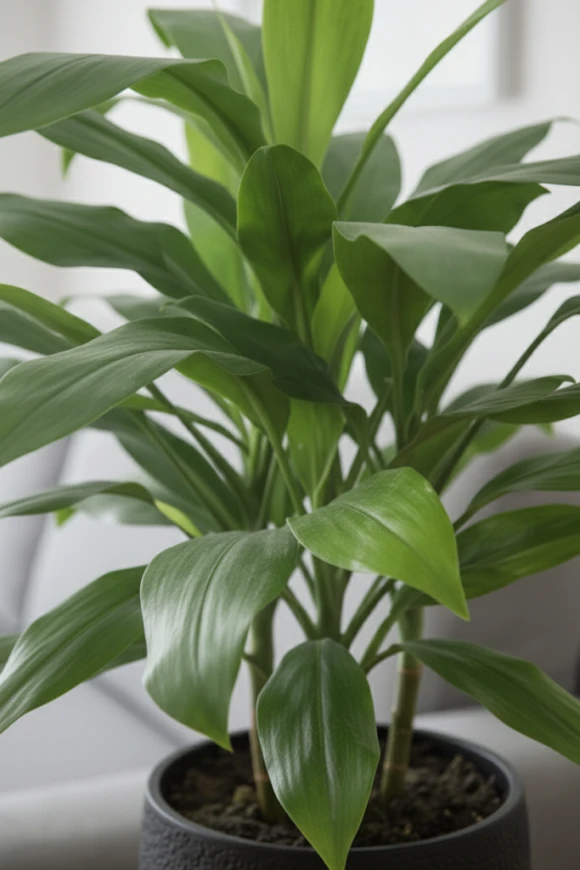 Artificial Cordyline in Pot - 75cm