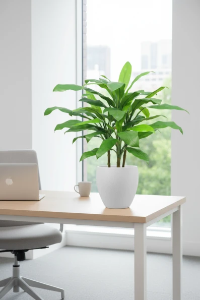 Artificial Cordyline in White Easington Pot - 75cm