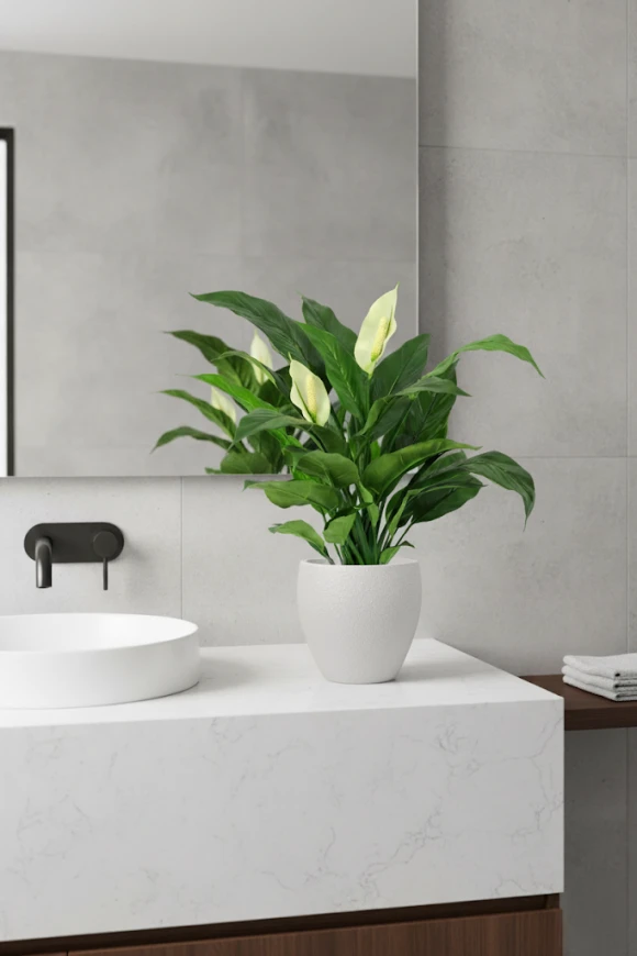 Image of Artificial Peace Lily in Pot - 70cm