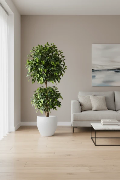 Artificial Ficus Liana in White Easington Pot - 185cm