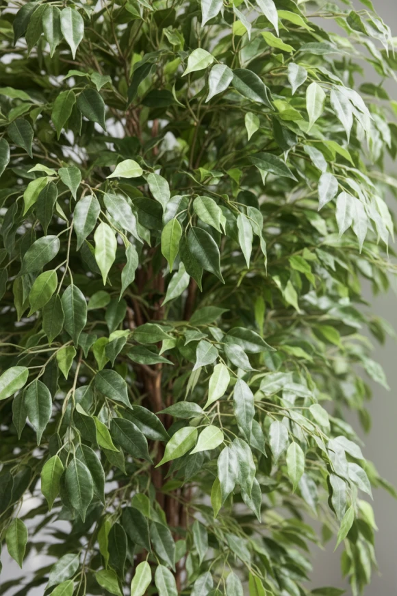 Artificial Ficus Liana in Earle Dumpy Pot - 180cm