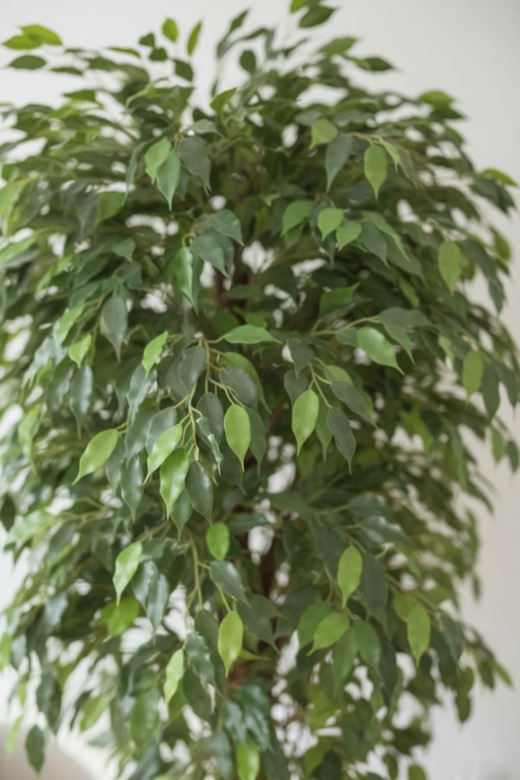 Artificial Ficus Liana in Earle Dumpy Pot - 180cm