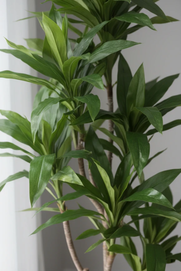 Artificial Cordyline in Earle Dumpy Pot - 150cm