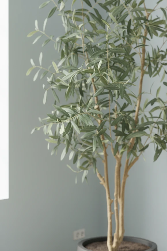 Artificial Olive Tree in Easington Pot - 210cm
