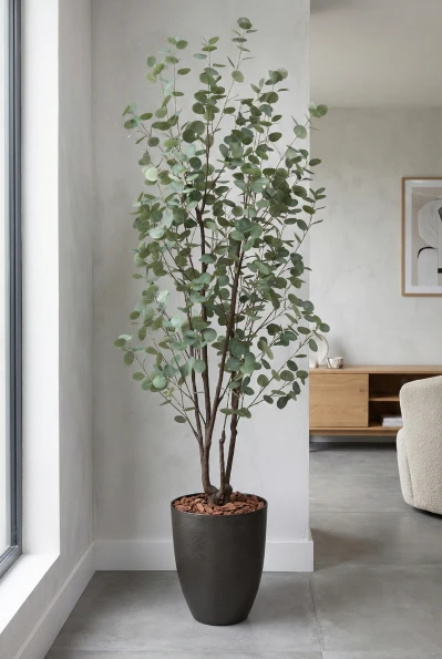 Eucalyptus Tree in Charcoal Buxley Pot - 240cm