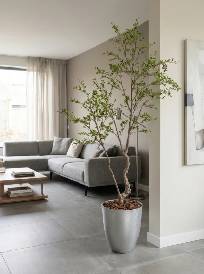 Bucida Tree in Silver Buxley Pot - 210cm
