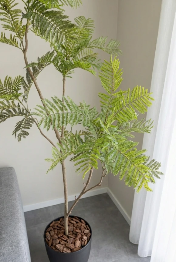 Jacaranda Tree in Charcoal Buxley Pot - 180cm