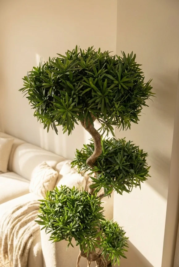 Artificial Podocarpus Cloud in Charcoal Buxley Pot - 150cm