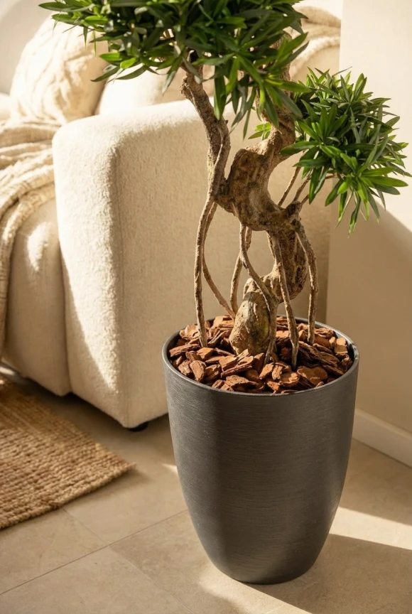 Artificial Podocarpus Cloud in Charcoal Buxley Pot - 150cm