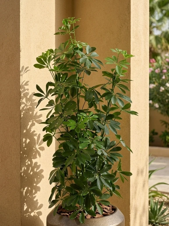 Outdoor Artificial Pittosporum in Mocha Earle Dumpy Pot - 120cm