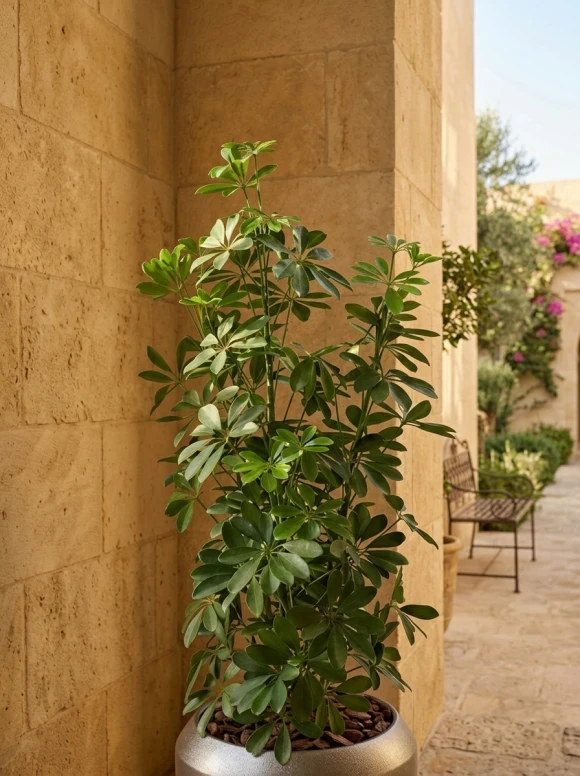 Outdoor Artificial Pittosporum in Slate Earle Dumpy Pot - 120cm