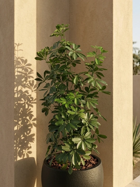 Outdoor Artificial Pittosporum in Black Easington Pot - 120cm