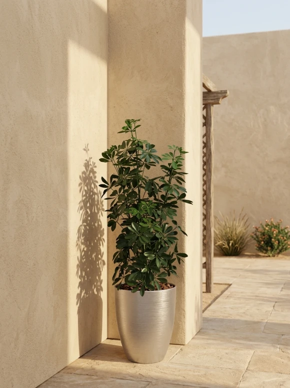 Outdoor Artificial Pittosporum in Silver Buxley Pot - 120cm