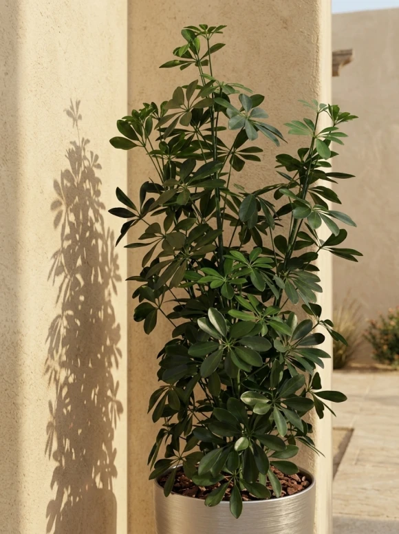 Outdoor Artificial Pittosporum in Silver Buxley Pot - 120cm