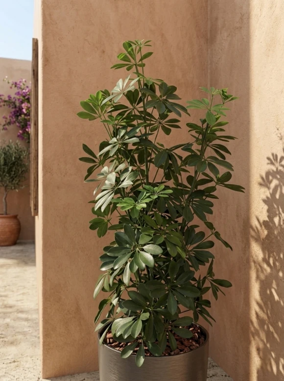 Outdoor Artificial Pittosporum in Charcoal Buxley Pot - 120cm
