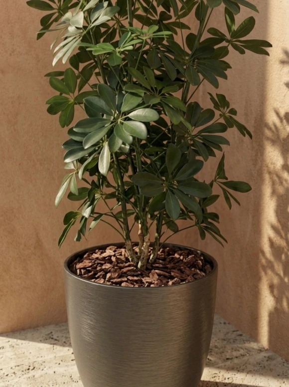 Outdoor Artificial Pittosporum in Charcoal Buxley Pot - 120cm