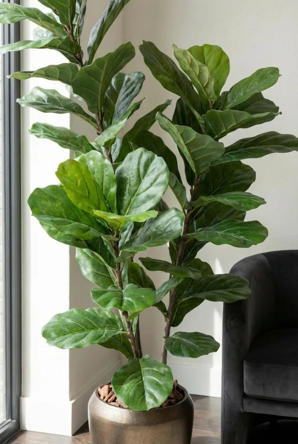 Artificial Fiddle Leaf in Mocha Earle Dumpy Pot - 150cm