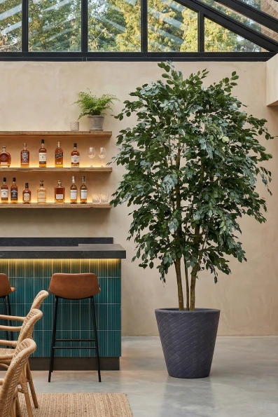 Image of Artificial Columnar Ficus Tree on Natural Multi Stem  - 300cm