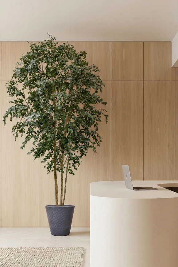 Image of Artificial Columnar Ficus Tree on Natural Multi Stem  - 400cm