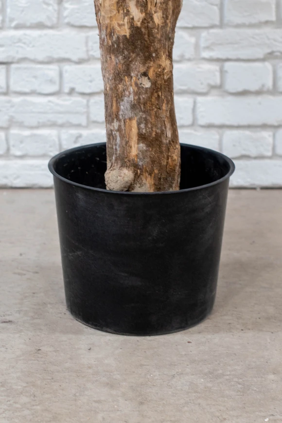 Image of Artificial Olive Tree on Single Stem Coffee Trunk - 180cm