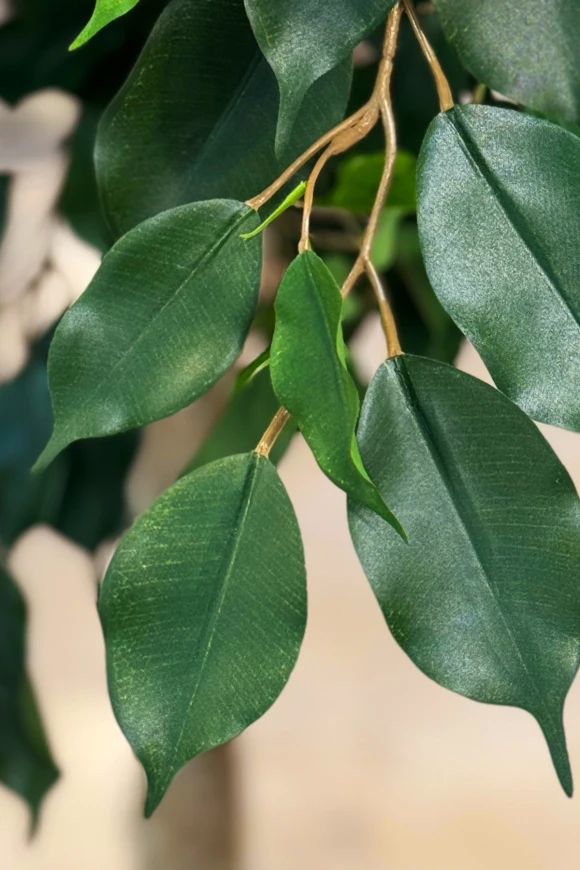 Image of Artificial Ficus Tree on Natural Multi Stems - 500cm