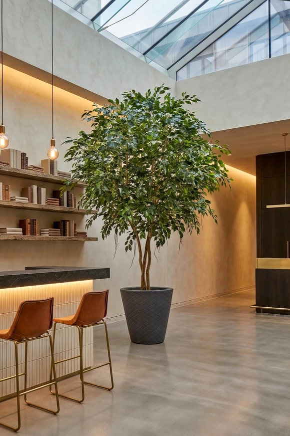 Image of Artificial Ficus Tree on Natural Multi Stems - 300cm