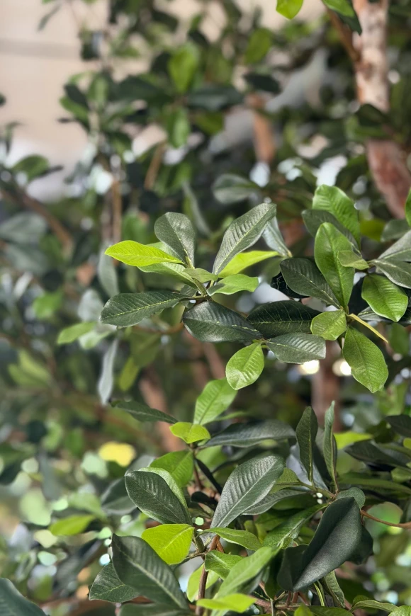 Image of Artificial Oriental Olive Tree on Natural Multi Stems - 300cm