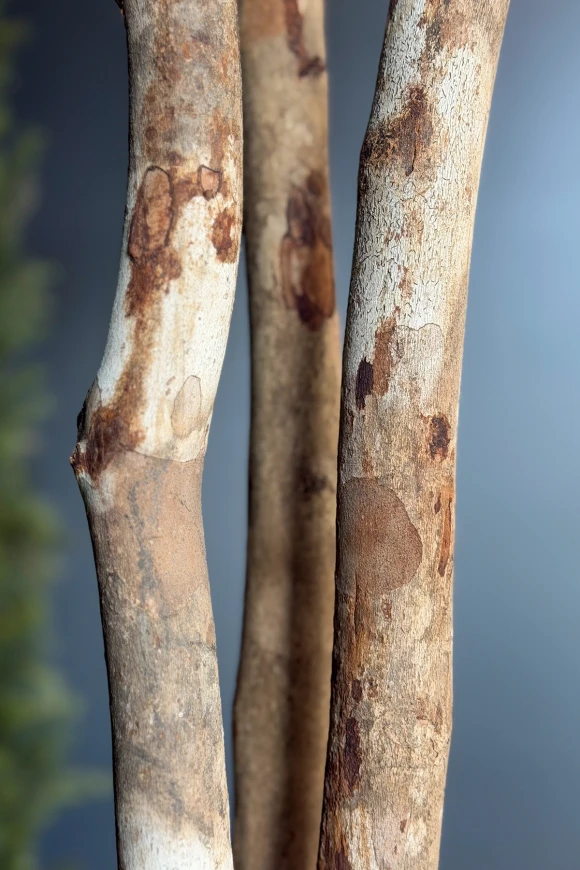 Image of Artificial Olive Tree on Natural Multi Stems - 400cm