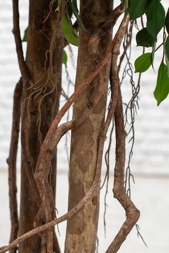 Image of Artificial Ficus Natasja on Natural Multi Stems - 250cm