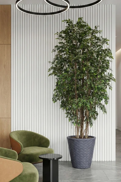 Image of Artificial Ficus Natasja on Natural Multi Stems - 350cm