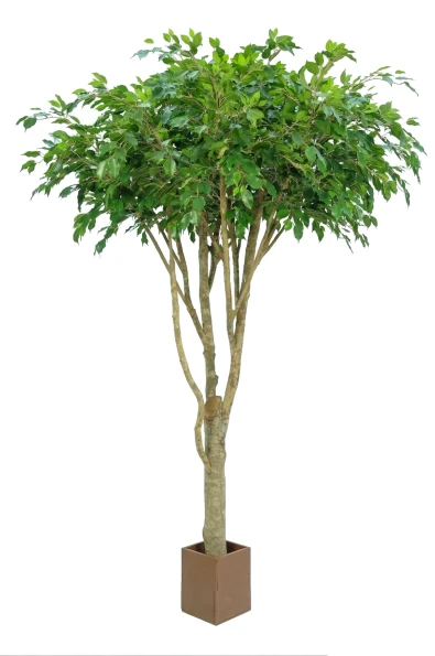 Image of NTT Ficus Giant Exotica Tree 2.7m FR